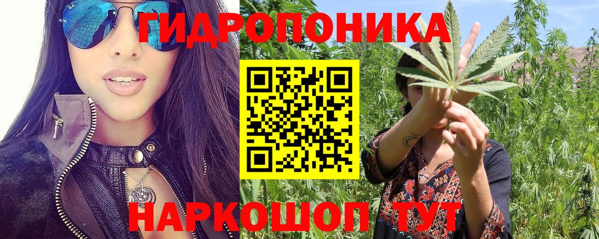 Шишки марихуана сатива Зима